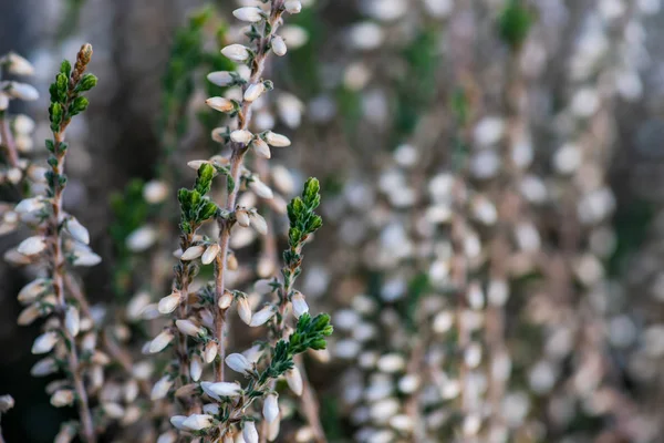 Bahçedeki Calluna çiçekleri — Stok fotoğraf