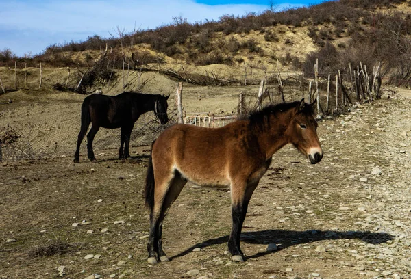 Koně v podzimní pole — Stock fotografie