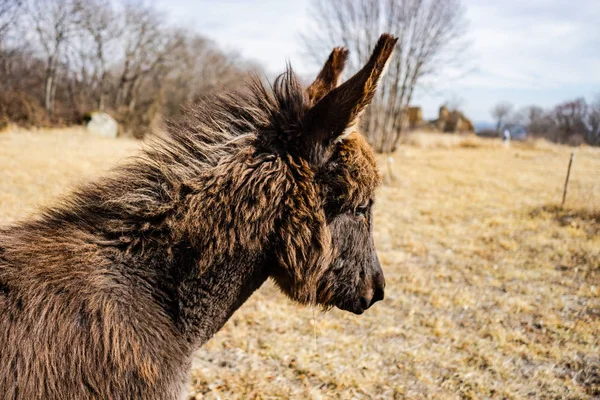 Donkey outdoor in winter time — Stock Photo, Image