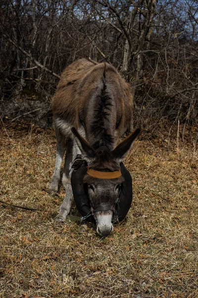 Donkey outdoor in winter time — Stock Photo, Image