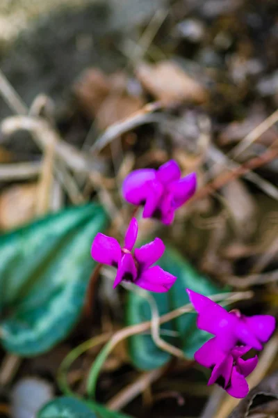 Pierwsze wiosenne kwiaty Erytronium Sibiricum — Zdjęcie stockowe