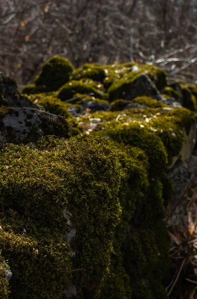 Naturhintergrund mit Stein und Moos — Stockfoto