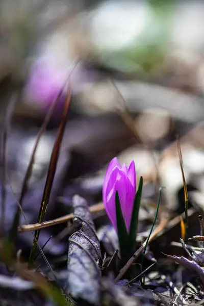 First Spring Flowers Purple Crocus Flowers Wood — ストック写真