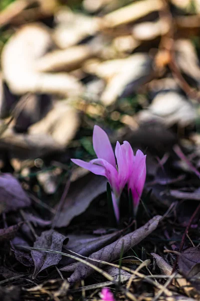 First Spring Flowers Purple Crocus Flowers Wood — Zdjęcie stockowe