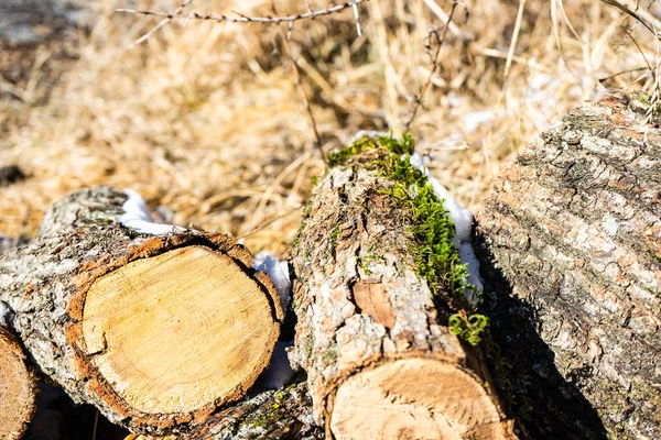 Árbol Bosque Salvaje Cubierto Musgo Nieve — Foto de Stock