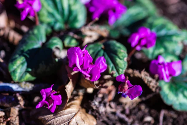 Pierwsze Wiosenne Kwiaty Drewnie Erythronium Sibiricum — Zdjęcie stockowe