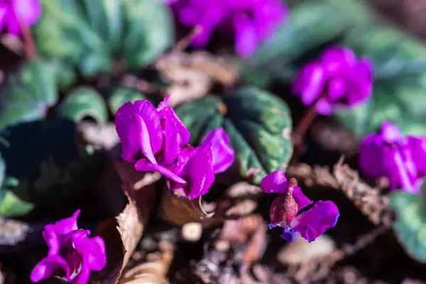 Pierwsze Wiosenne Kwiaty Drewnie Erythronium Sibiricum — Zdjęcie stockowe