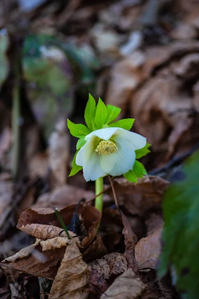 クリスマスの最初の春の花 木の一つ — ストック写真