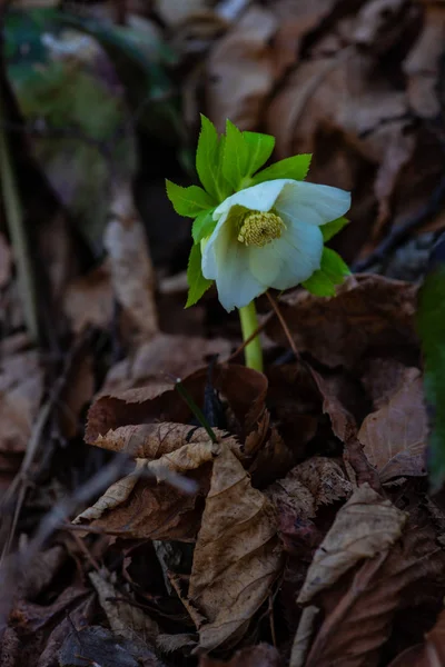 Helleborus Första Vårblommorna Trä — Stockfoto