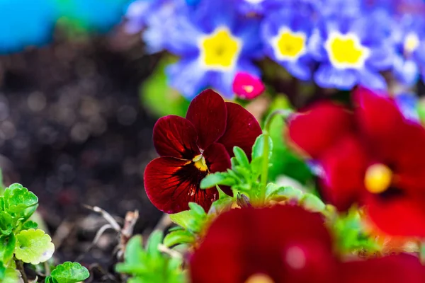 Nahaufnahme Dreifarbiger Viola Blumen Garten Als Natürlicher Hintergrund Für Das — Stockfoto