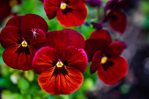 Closeup Flores Viola Tricolor Jardim Como Fundo Natural Para Conceito — Fotografia de Stock