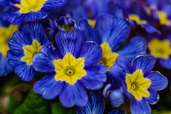 Modré Květy Primrose Jarní Zahradě — Stock fotografie