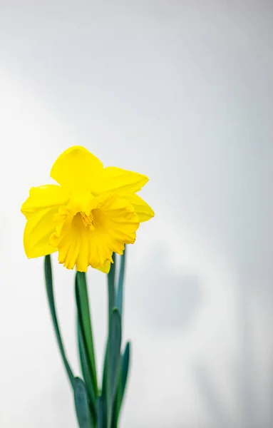Tavasz Sárga Nárcisz Virágok Tavaszi Kertben — Stock Fotó