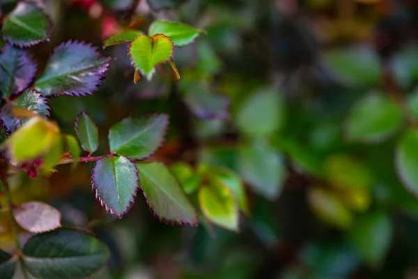 Closeup Fresh Green Leaves Rose Bush Spring Garden — Stock Photo, Image