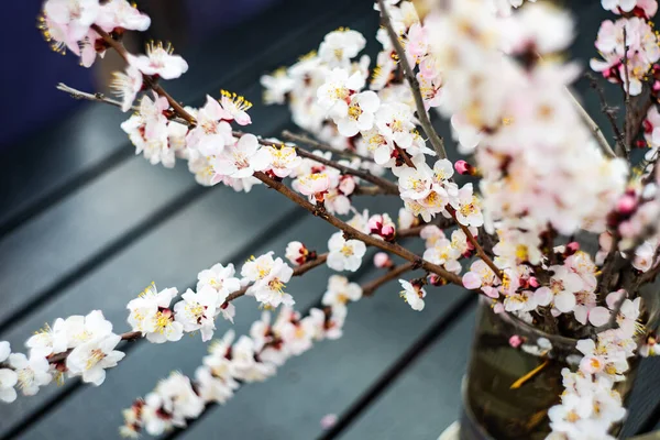 Interior Decor Apricot Blossom Vase Spring Indoor Concept — Stock Photo, Image