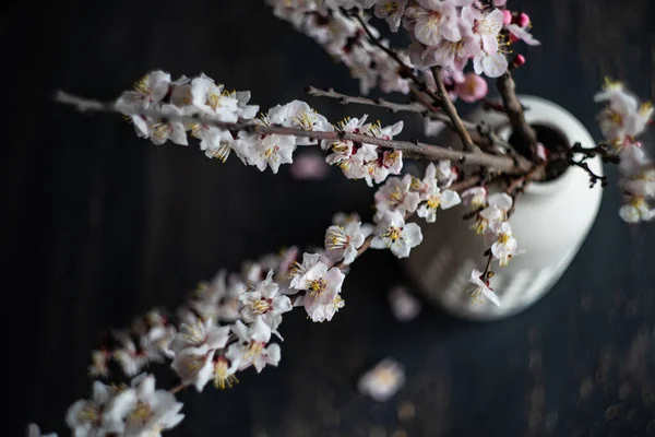 Frühlingskartenkonzept Mit Vase Mit Aprikosenblüte — Stockfoto