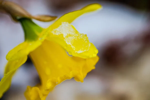 Närbild Gul Påsklilja Blomma Med Snö Och Droppar — Stockfoto