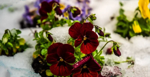 Schöne Tricolor Viola Blumen Frühling Garten Mit Schnee Und Wassertropfen — Stockfoto