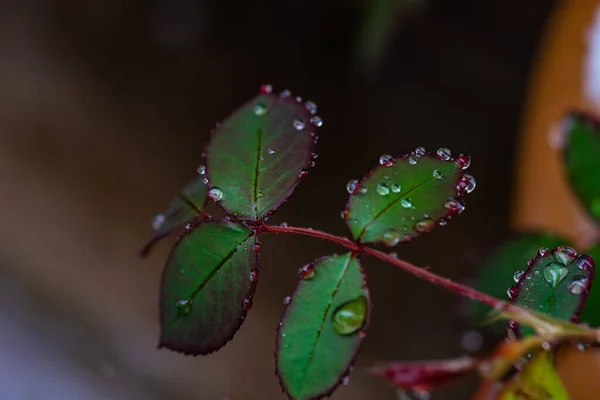 Närbild Färska Gröna Blad Ros Buske Vår Trädgård Med Snö — Stockfoto