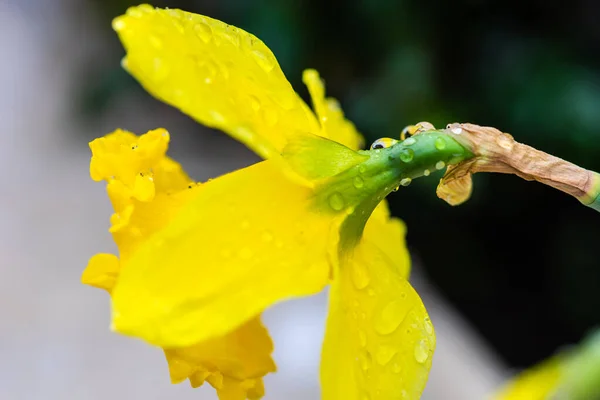 Närbild Gul Påsklilja Blomma Med Snö Och Droppar — Stockfoto