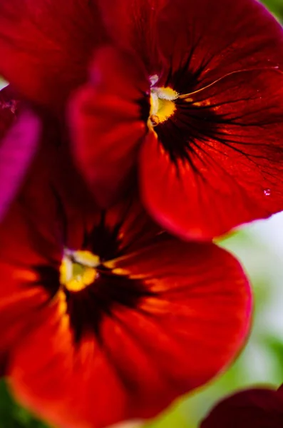 Gyönyörű Tricolor Viola Virágok Tavasszal Kertben Vízcseppek — Stock Fotó