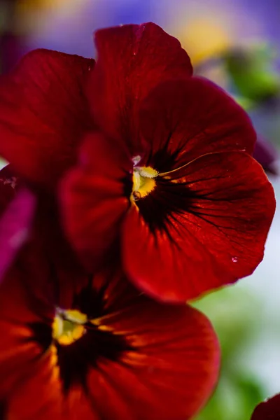 Bellissimi Fiori Viola Tricolore Giardino Primaverile Con Neve Gocce Acqua — Foto Stock