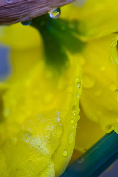 Крупный План Желтого Цветка Нарцисса Снегом Каплями — стоковое фото