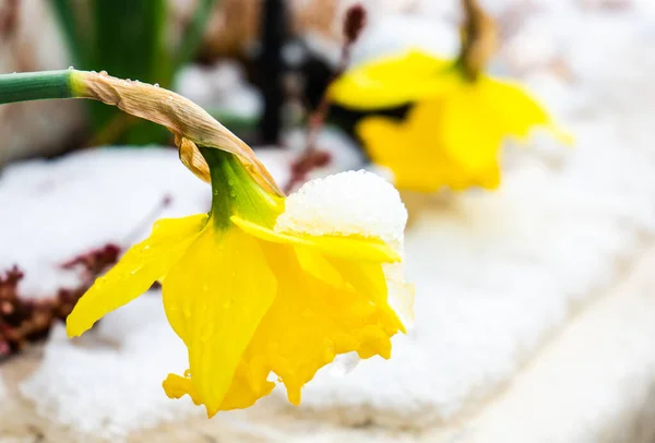 Närbild Gul Påsklilja Blomma Med Snö Och Droppar — Stockfoto