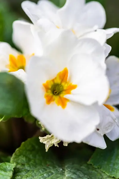 Primrose Flowers Spring Time Garden — Stock Photo, Image