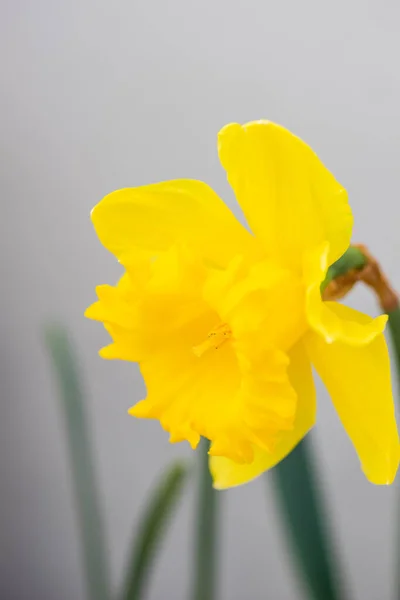 Весна Желтый Нарцисс Цветы Весеннем Саду — стоковое фото