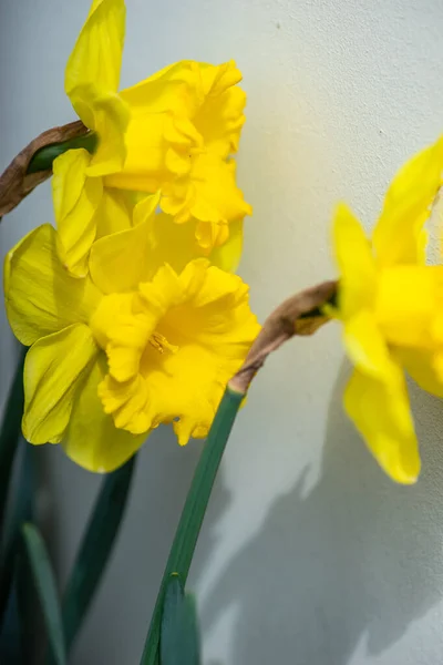 Jarní Čas Žluté Narcisy Květiny Jarní Zahradě — Stock fotografie