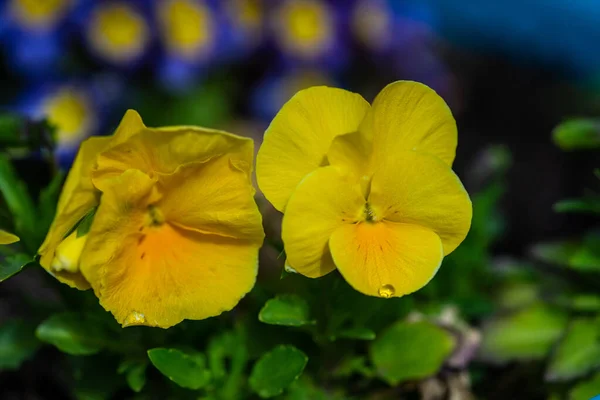 Primo Piano Dei Fiori Viola Tricolore Giardino Come Sfondo Naturale — Foto Stock