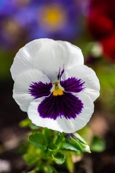 Kart Konsepti Için Arka Plan Olarak Bahçedeki Renkli Viyola Çiçeklerinin — Stok fotoğraf