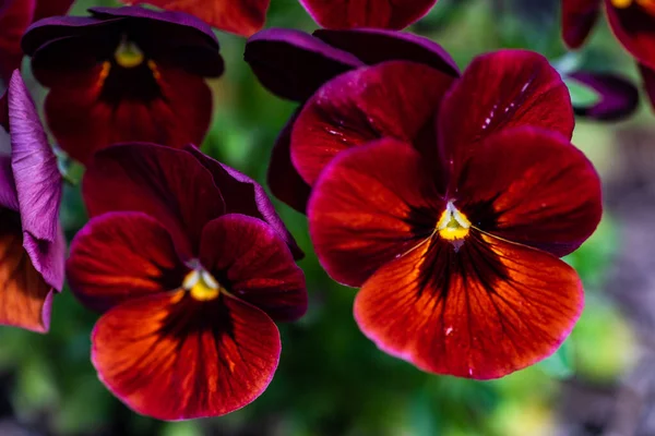 Nahaufnahme Dreifarbiger Viola Blumen Garten Als Natürlicher Hintergrund Für Das — Stockfoto