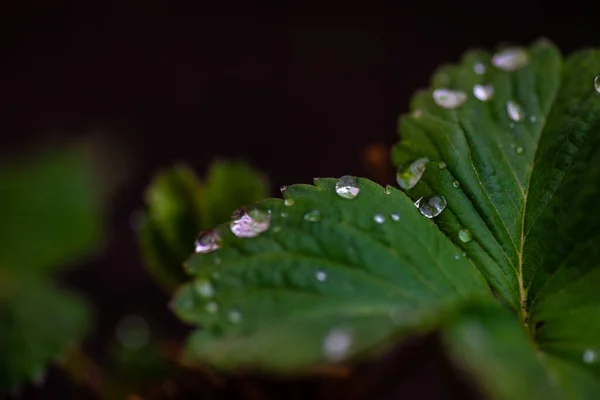 Planta Fresa Día Lluvia Jardín —  Fotos de Stock