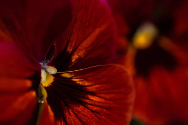 Nahaufnahme Dreifarbiger Viola Blumen Garten Als Natürlicher Hintergrund Für Das — Stockfoto