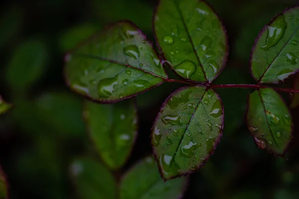 Nahaufnahme Von Frischen Grünen Blättern Des Rosenstrauches Frühlingsgarten Regentagen — Stockfoto