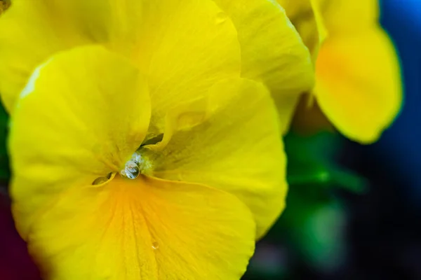 Närbild Tricolor Viola Blommor Trädgården Som Naturlig Bakgrund För Kort — Stockfoto