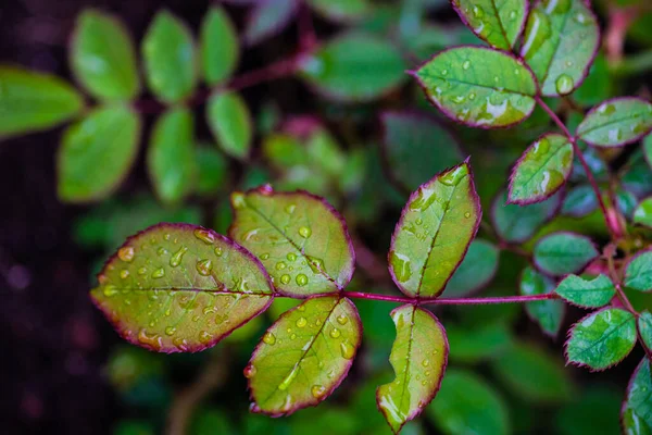 Primer Plano Hojas Verdes Frescas Rosal Jardín Primavera Día Lluvia — Foto de Stock