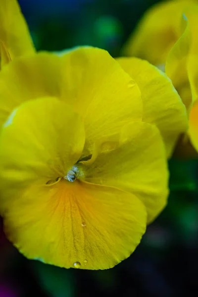 Closeup Flores Viola Tricolor Jardim Como Fundo Natural Para Conceito — Fotografia de Stock