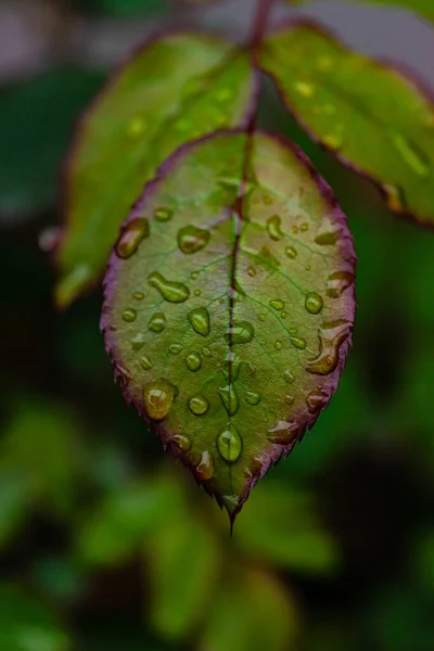 Крупним Планом Свіже Зелене Листя Троянди Весняному Саду Дощовий День — стокове фото