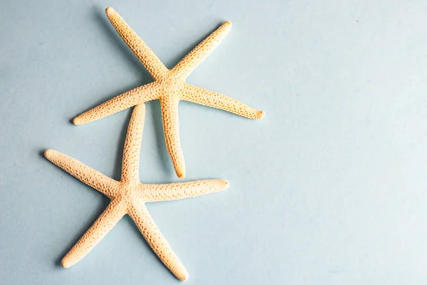 Concepto Verano Con Estrellas Mar Sobre Fondo Simple Con Espacio — Foto de Stock