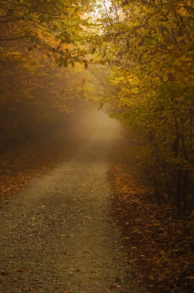 Road Foggy Autumnal Forest — Stock Photo, Image