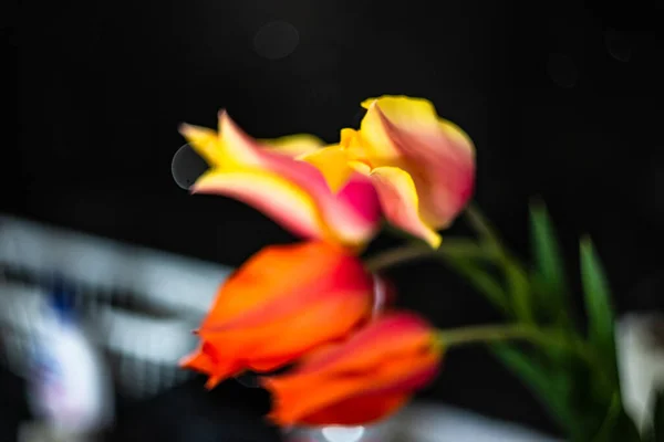 Bonito Buquê Flores Tulipa Como Presente Férias Interior — Fotografia de Stock