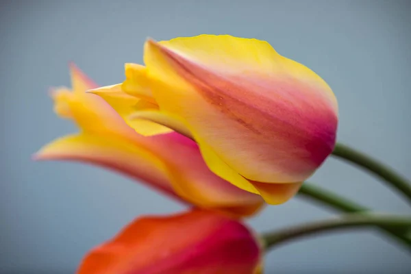 Hermoso Ramo Flores Tulipán Como Regalo Vacaciones Interior — Foto de Stock