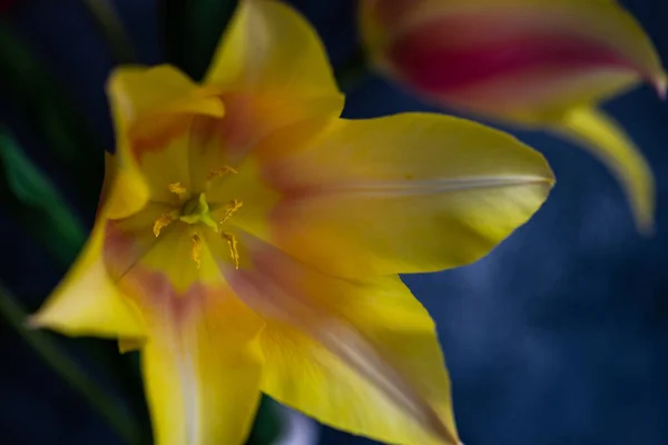 Krásné Tulipán Květiny Kytice Jako Dárek Dovolenou Interiéru — Stock fotografie