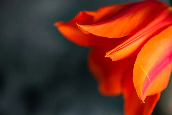 아름다운 선물로 꽃다발 — 스톡 사진