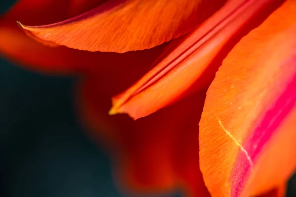 Schöner Tulpenblumenstrauß Als Urlaubsgeschenk Innenraum — Stockfoto
