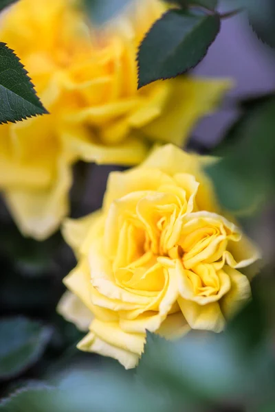 Bezaubernde Gelbe Rosensträucher Die Einem Frühlingsgarten Blühen — Stockfoto