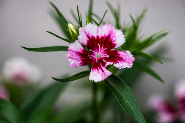 Beautiful Colorful Carnation Pot Summer Garden Rain — Stock Photo, Image